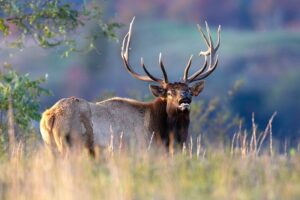 SAMUEL: Wildlife lawsuits on rise, but may be unnecessary